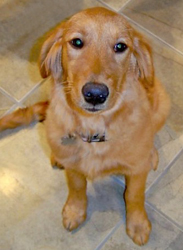 Picture of a well-trained Golden Retriever, Rosie