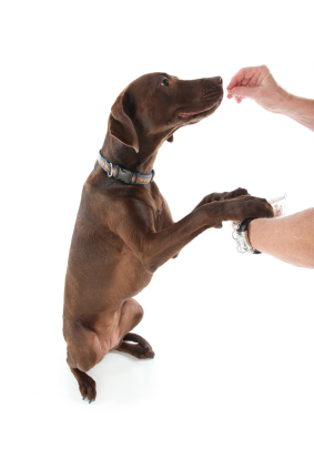 Dog earning a treat